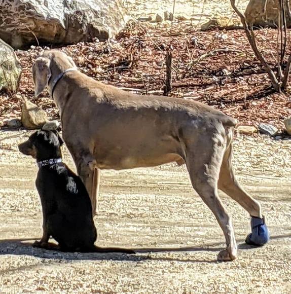 Meet your Posher, Gina - Picture 1 of 1